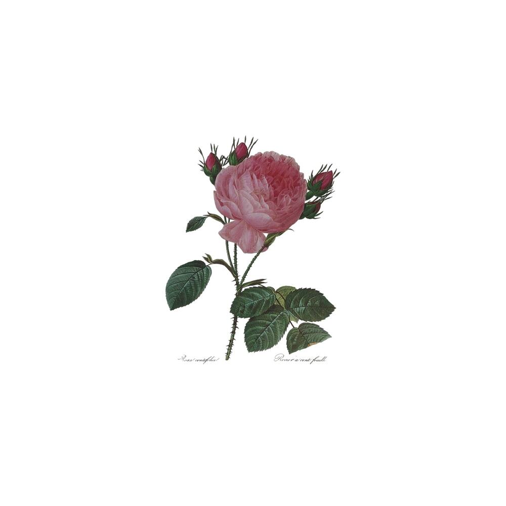 Flower Illustration Print Rosa Centifolia PJ Redoute 119 Vintage 10x13.5in